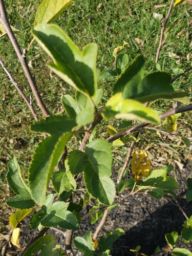 Malus sargentii (Sargent Crabapple Tree) (alternate view 5)