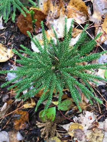 Dendrolycopodium dendroideum (prickly tree-clubmoss)