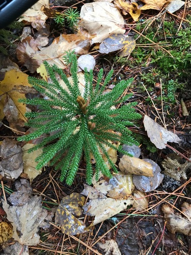 Dendrolycopodium dendroideum (prickly tree-clubmoss) (alternate view 5)