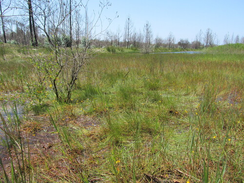 Utricularia × neglecta (Yellow bladderwort) (alternate view 4)