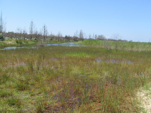 Utricularia × neglecta (Yellow bladderwort) (alternate view 5)