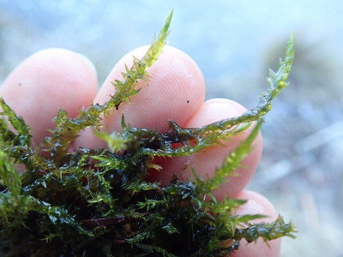 Calliergonella cuspidata (Pointed Spear-moss)