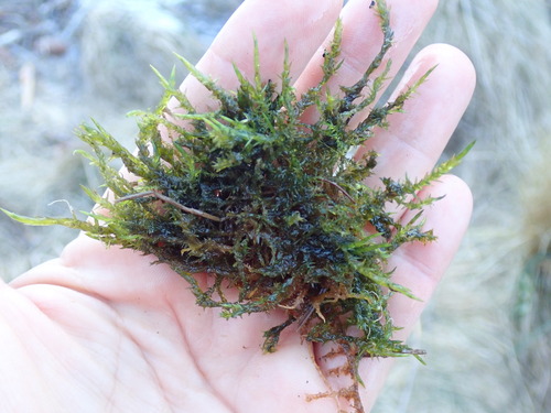 Calliergonella cuspidata (Pointed Spear-moss)