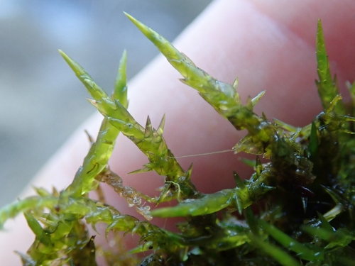 Calliergonella cuspidata (Pointed Spear-moss)