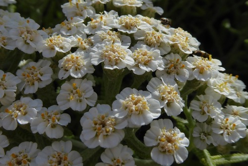 Achillea (yarrows) (alternate view 4)