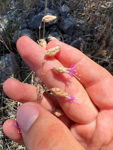 Origanum (Marjorams) (alternate view 5)