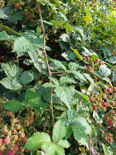 Rubus fruticosus (alternate view 3)