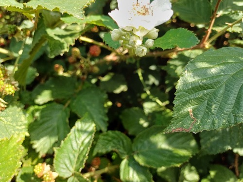 Rubus fruticosus (alternate view 4)