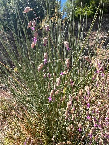 Origanum (Marjorams) (alternate view 6)