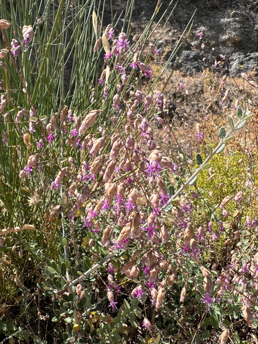 Origanum (Marjorams) (alternate view 7)
