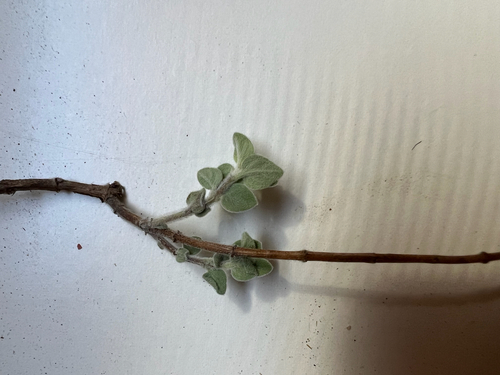 Origanum (Marjorams) (alternate view 9)