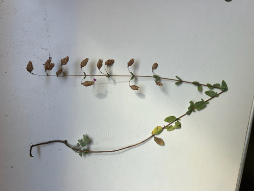 Origanum (Marjorams) (alternate view 8)