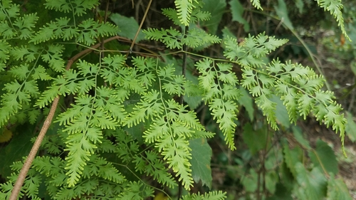 Lygodium japonicum (Japanese climbing fern)