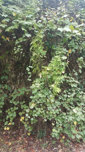 Lygodium japonicum (Japanese climbing fern)