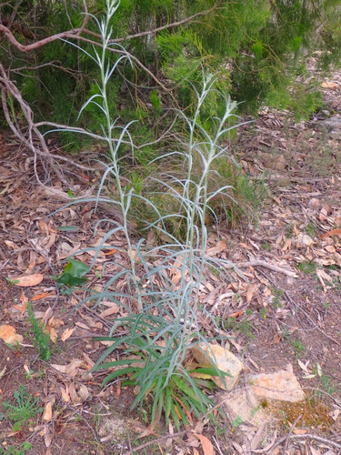 Senecio quadridentatus (cotton burnweed) (alternate view 5)