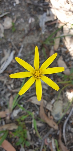 Microseris walteri (Murnong) (alternate view 3)