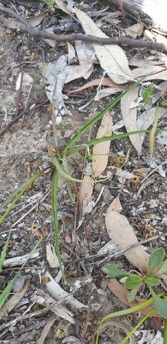 Microseris walteri (Murnong) (alternate view 4)