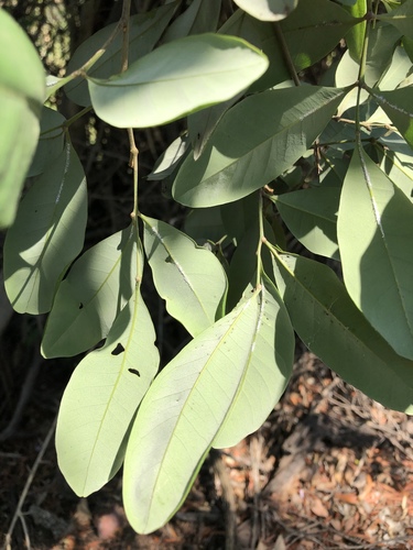Guioa semiglauca (Guioa) (alternate view 3)