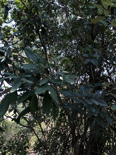 Guioa semiglauca (Guioa) (alternate view 4)