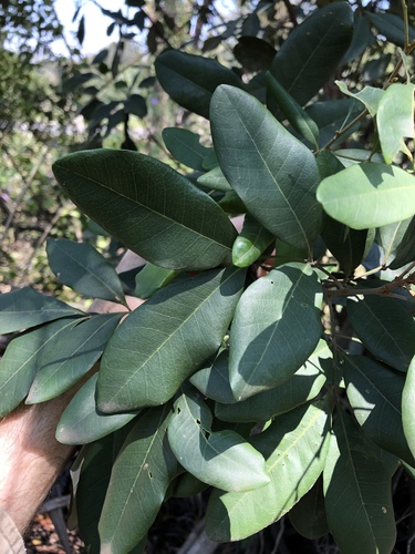 Guioa semiglauca (Guioa) (alternate view 2)