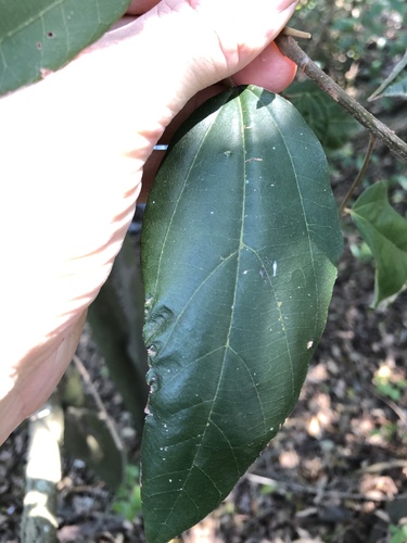 Mallotus philippensis (Kamala) (alternate view 9)
