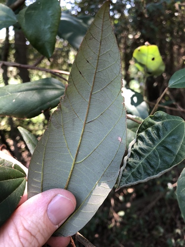 Mallotus philippensis (Kamala) (alternate view 10)