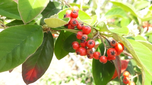 Cotoneaster glaucophyllus (Bright bead cotoneaster) (alternate view 3)