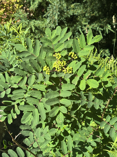 Sorbus sitchensis (Sitka Mountain Ash)