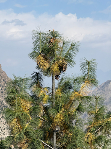 Pinus wallichiana (Himalayan Pine) (alternate view 6)