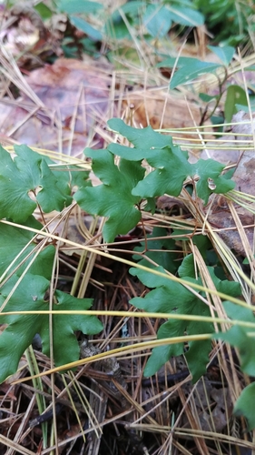 Lygodium (climbing ferns) (alternate view 4)