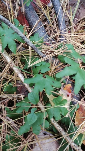 Lygodium (climbing ferns) (alternate view 5)