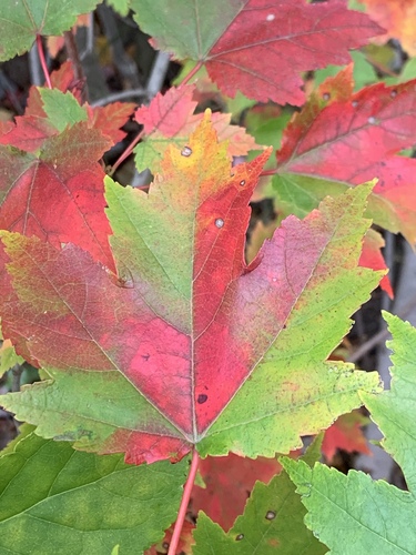 Acer rubrum (red maple) (alternate view 9)
