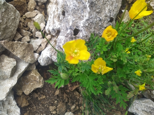 Papaver cambricum (welsh poppy) (alternate view 2)