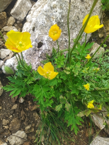 Papaver cambricum (welsh poppy) (alternate view 3)