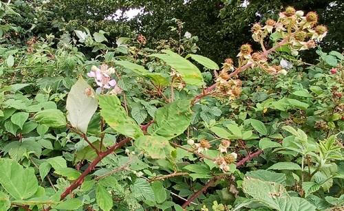 Rubus fruticosus (alternate view 5)
