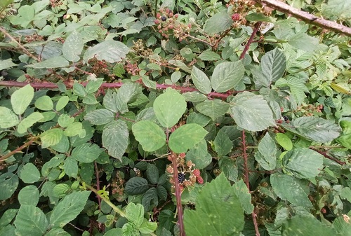 Rubus fruticosus (alternate view 6)