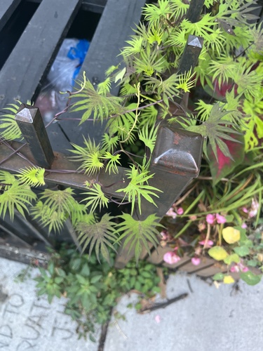 Ipomoea × multifida (Cardinal Climber) (alternate view 7)