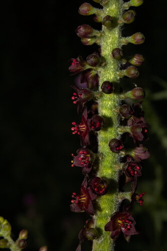 Veratrum nigrum (alternate view 12)