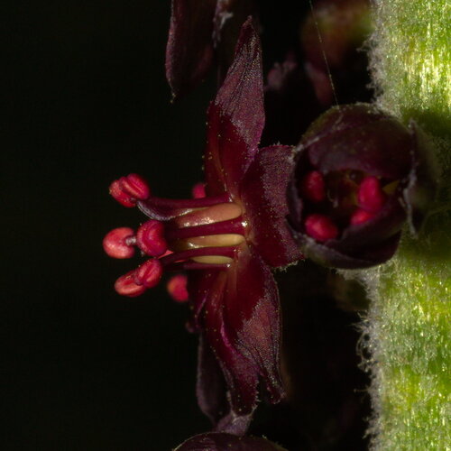 Veratrum nigrum (alternate view 11)