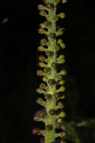 Veratrum nigrum (alternate view 10)