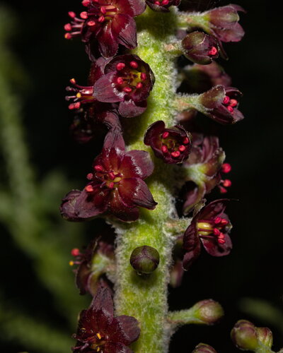 Veratrum nigrum (alternate view 8)