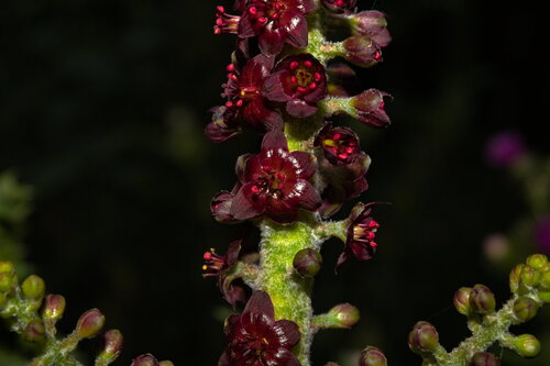 Veratrum nigrum (alternate view 9)