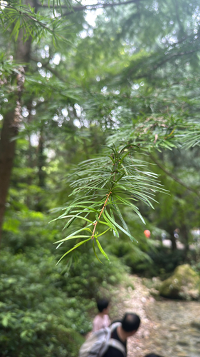 Pseudolarix