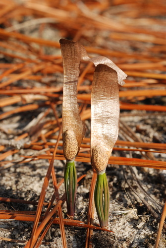 Pinus palustris (longleaf pine) (alternate view 5)