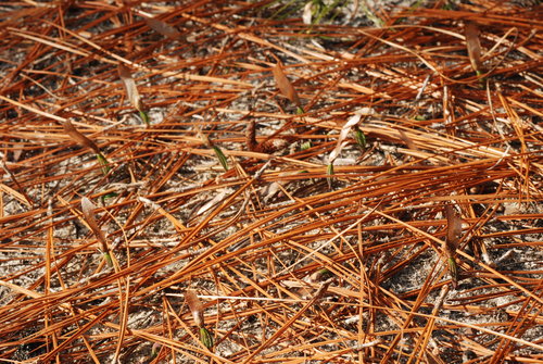 Pinus palustris (longleaf pine) (alternate view 6)