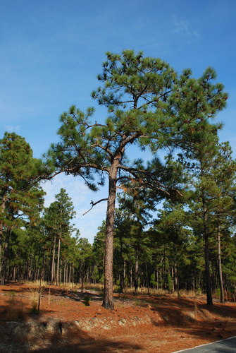 Pinus palustris (longleaf pine) (alternate view 7)