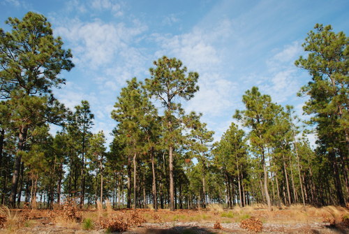 Pinus palustris (longleaf pine) (alternate view 8)
