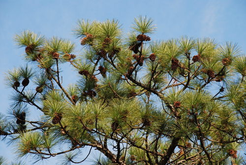 Pinus palustris (longleaf pine) (alternate view 9)