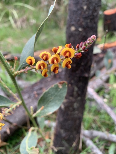 Daviesia latifolia (hop bitter-pea) (alternate view 4)