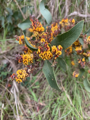 Daviesia latifolia (hop bitter-pea) (alternate view 5)